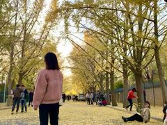 -三里屯东五街银杏大道