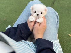 -萌宠之家·腊肠犬·马尔泰·小体犬舍