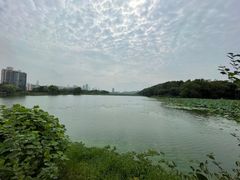-月湖风景区