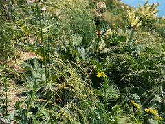 -白草畔自然风景区