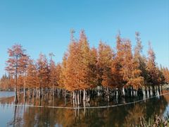 -白鹭湾湿地公园