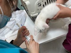 -中农大我爱我爱动物医院·核磁CT·猫病·24小时夜诊中心(石佛营店)