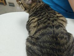 -宠颐生汉谟拉比宠物医院