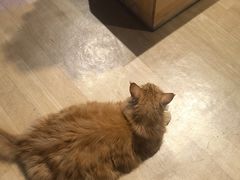 -藏猫猫咖啡主题馆(中央大道店)