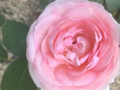 -85度C(上海松江九亭店)