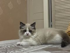 -贝康宠物医院·犬猫全科·小动物特色诊疗中心(东环路店)