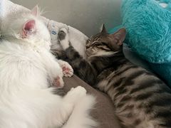 -喵百万·布偶·蓝金金渐层英短·猫舍(百子湾店)