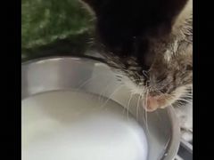 -艾贝尔宠物诊疗