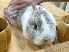 -楼上猫咖(罗湖店)