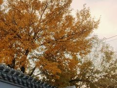-北京国子监胡同