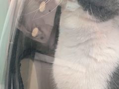 -宠颐生·恒爱宠物医院(静海店)