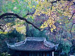 -秋霞圃