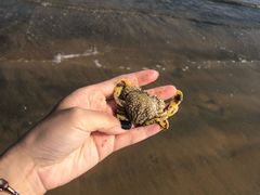 -日照海滨国家森林公园