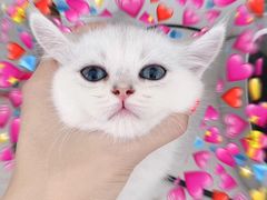 -喵zoo家庭繁育猫舍(尖东智能花园店)