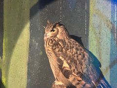 -广州长隆飞鸟乐园