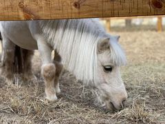 -北京群众马术培训基地