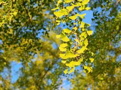 -三里屯东五街银杏大道