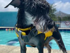 -趣玩宠物乐园寄养训犬训狗游泳池