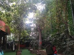 -呀路古热带植物园