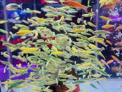 -花鸟鱼虫鲜花绿植市场(玉泉路店)