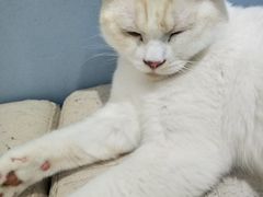 -喵的天空名猫咖啡馆·撸猫·猫舍·用品