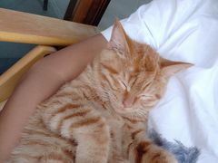 -喵屿·大理花园猫咖