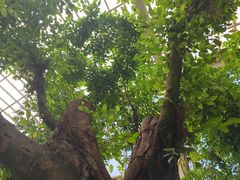 -石家庄市植物园