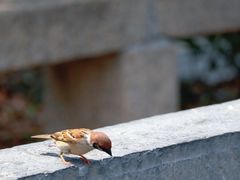 -苏州文庙(姑苏区)
