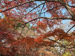 -秋霞圃