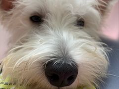 -安安宠医宠物医院·异宠·犬猫内科(岳阳分院)