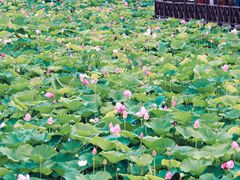 -荷塘月色湿地公园·向阳花洲