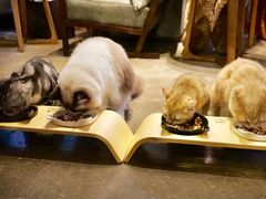 大佬们开餐-咖法森林·咖啡  酒吧(天河店)