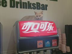 -CAT’S MEWSTAR CAFE·喵星球猫屋(晴湾咖啡店)