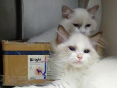 -瑞派·关忠动物医院·异宠专科·犬猫肿瘤·皮肤专科(望京店)