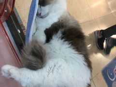 -糯米喵星人·撸猫猫舍咖啡馆(西市场嘉华店)