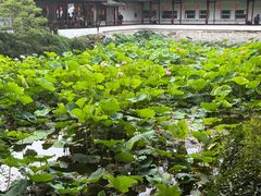 -上海醉白池公园