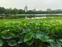 -莲花池公园