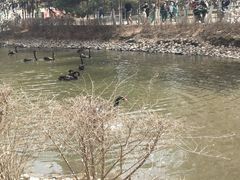 -长白岛森林公园