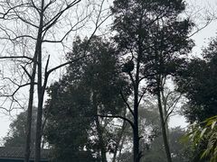 -中国大熊猫保护研究中心雅安碧峰峡基地