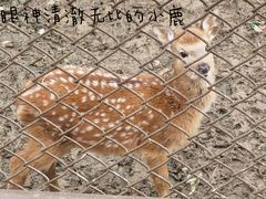 -武汉动物园