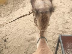 -库伦旗银沙湾旅游景区