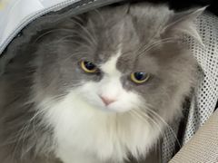 -顺强宠物诊所·狂犬免疫·夜诊·骨科(嘉定店)