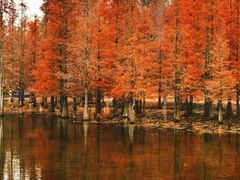 -白鹭湾湿地公园