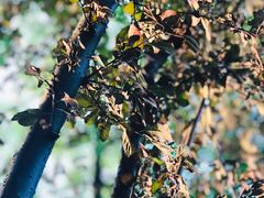 -COMMUNE幻师(五角场店)