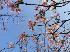 -天适樱花悠乐园