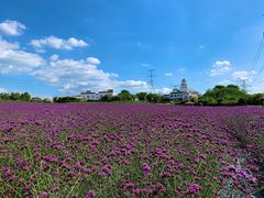 -紫颐香薰山谷景区