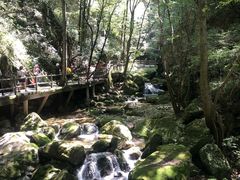 -牛背梁国家森林公园