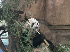 -成都动物园