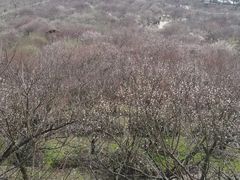 -香雪海
