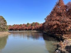 -上海海湾国家森林公园